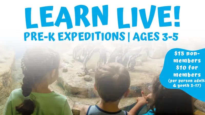 Learn Live! Pre-K Expeditions - Friendly Fish